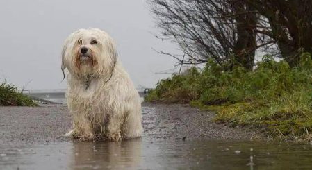 狗狗在雨夜不停吠叫，邻居好奇过去查看，却被狗子整破防了