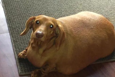 腊肠犬长大后有多少斤 | 腊肠犬胖成海豹34斤根本走不动路,如今励志健身减掉1个自己!