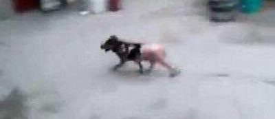 男子沸水烹煮活狗 手段残忍令人发指