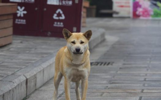 狗狗总被欺负，主人给它画了妆，从此无狗狗敢接近它！