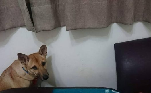 狗狗曾被人弃养，到家后只敢窝在角落靠墙睡，三年后在天台晒太阳