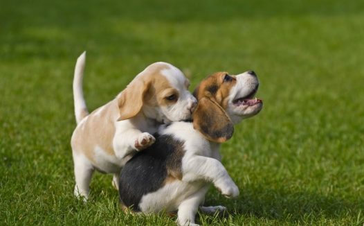 单身一个人，养狗还是养猫呢？