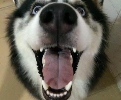 家中空调坏了,狗急跳墙的主人竟让二哈给他们扇扇子