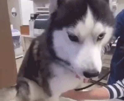 哈士奇被注射前表层上很淡定从容，身体却不断的在抖，狗：我还在热身运动！