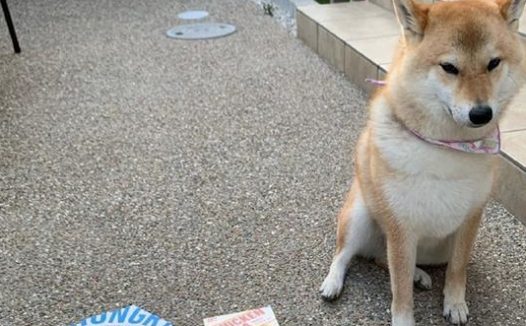 网友给柴犬买来个不大披萨，它一脸忧怨小表情：还不够我塞牙缝的！