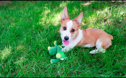 主人家带柯基去郊游，由于一时的麻痹大意，狗狗被送诊救治花了4万