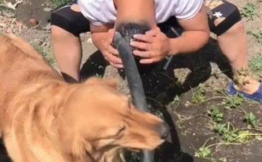 狗狗聪明乖巧善解人意，可惜遇上二货主人，这表情简直绝了