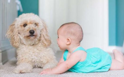 因孩子过敏丢狗,连12岁老狗都弃养,救助人:都是借口!