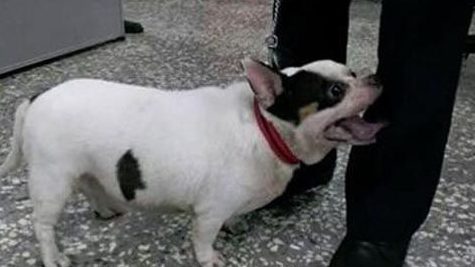 走失吉娃娃身形太过肥胖 警察误认成巴哥犬