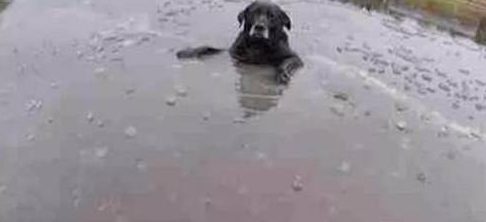狗狗像往常一样一头扎进河里游泳，殊不知河水结冰，直接被冻哭了