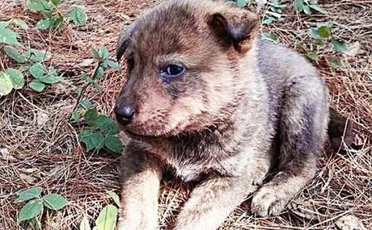 男子采药时救了一只土狗,但它越长越不对劲,老人大喊:赚大了