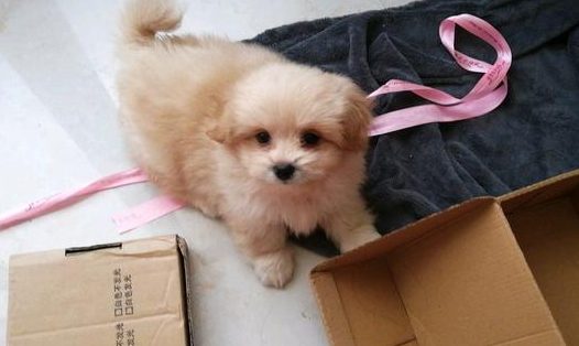 流浪狗拦着过路人求收容，小伙嫌脏高跟踹开，小宝宝猛然满脸懵了