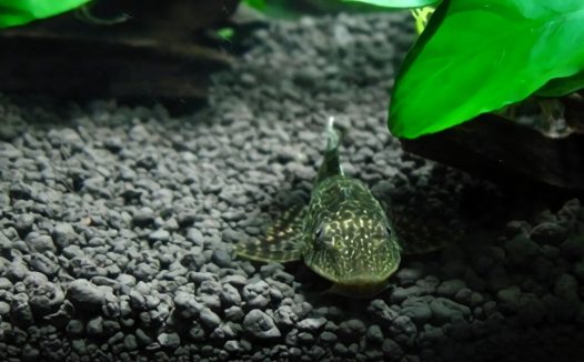 清道夫身份信息