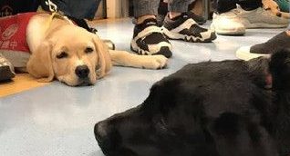 搭乘火车巧遇萌拉拉军团 网友赞:工作犬真伟大