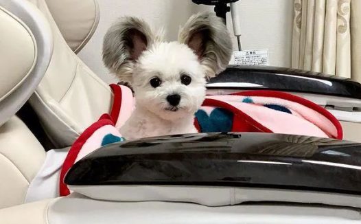 串串狗因长得畸形，被主人50元出售，被兽医领养后却成了网红……