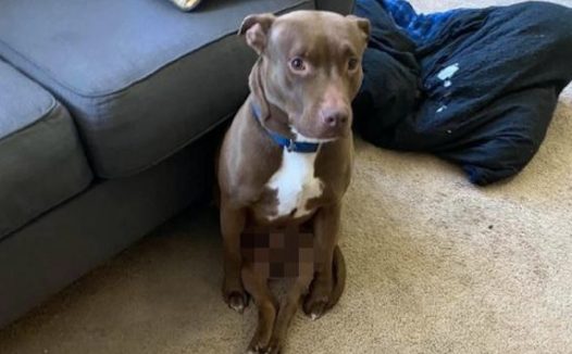 狗狗二只后脚伸直前腿撑地,坐的是有模有样,要成精了没有?