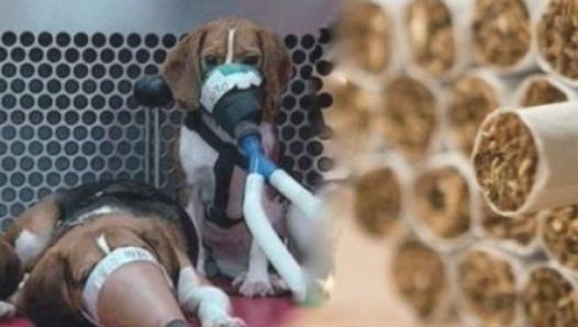 为证实吸烟没害,美国烟草局持续三年,每日让小狗吸入30根烟