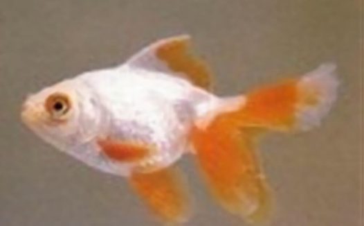 五鳍相逢身份信息