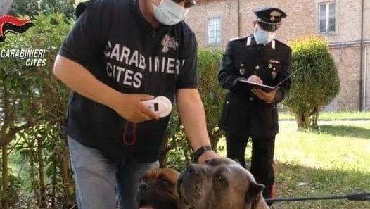 断尾巴剪耳朵拔指甲 狗狗整形手术很流行很残酷