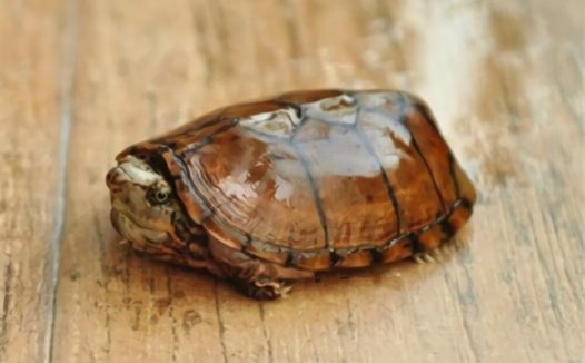 虎纹麝香龟身份信息