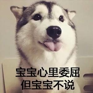 狗咬吕洞宾，不识好人心？狗：这个锅我背够了！