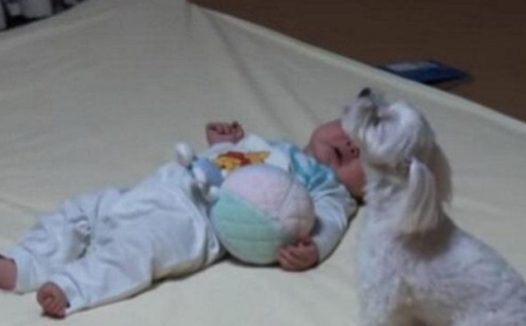 小主人醒来一直哭，狗狗吃不消吼了一声，結果整个世界都瞬间静了