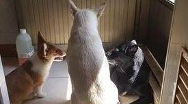 主人蹲完厕所开门,差点被绊倒,原来自家三只狗狗排排坐门前开会