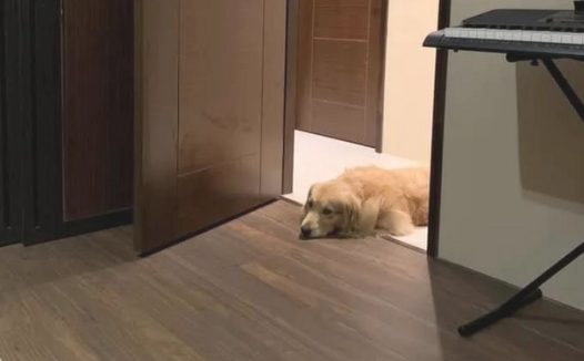 金毛犬想陪生病主人，恪守辛酸约定换一个方法守卫，结果超暖人