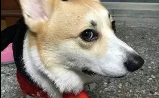 网民将柯基送至女朋友家，她却把小狗当做了手机架，狗：我太难了