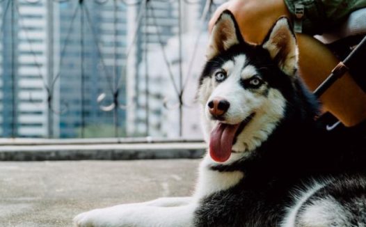 比二哈还能拆家？厨房被可卡犬洗劫，主人以为进了小偷，差点报警