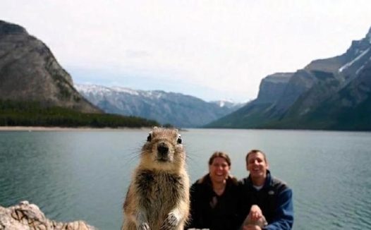 宠物们专业抢镜,镜头下的主人比狗狗更呆萌,成了最大的主角