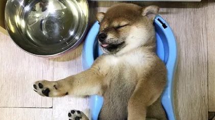 小柴犬吃饱后直接在自己的饭盆里睡着了，小模样萌炸了…..