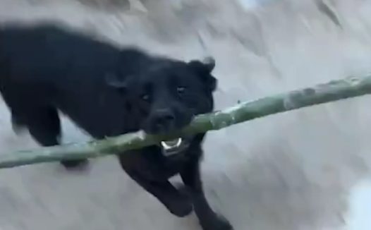 狗子学会用棍子打主人。网友：齐天狗剩