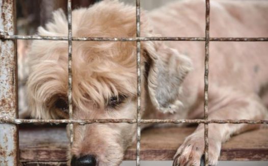 狗狗被关笼中丢到荒郊野岭，获救时，一口气吃了十几个馒头