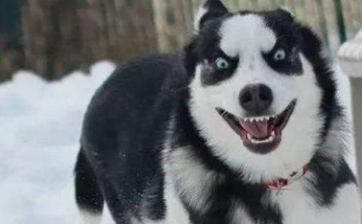 二哈碰到比格犬,狗主人都奔溃了,网民:只能认了个大爷?