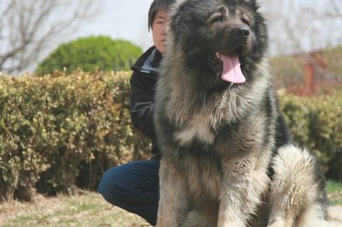 称为“犬中之王”的狗，体型是世界上最大，藏獒也打但是它！