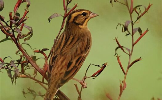 黄胸鹀身份信息