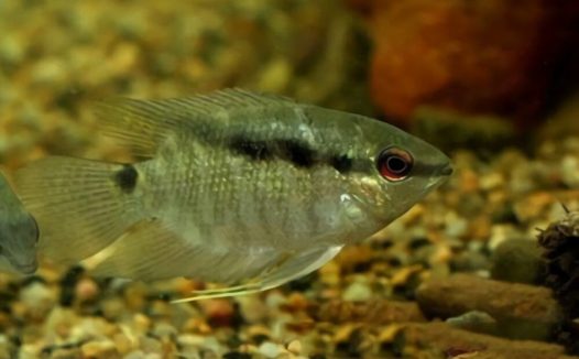 画眉鲷身份信息