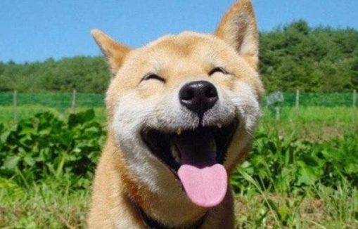 网红明星柴犬好养吗？你们说柴犬多少钱一只