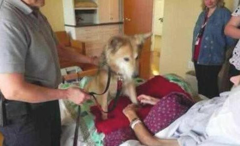 老人临死前见到小狗最后一面,狗狗的行为,让大伙儿打动