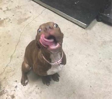 主人花样逗狗，拿着骨头往返在上边旋转，狗狗反映逗得主人哈哈大笑