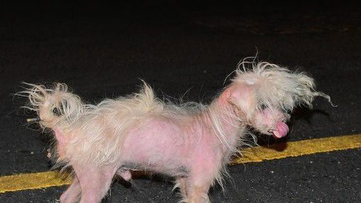 善心正妹凌晨援救抹布狗 掏百元钞票感动哭志工