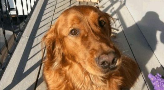 主人丢掉狗狗的木棍,狗气得再捡回60根,一没事干就拿出来晒太阳