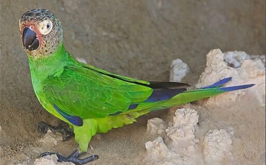 灰头锥尾鹦鹉身份信息