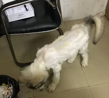 金毛刮毛之后判若两狗,样子惨不忍睹,网民:美发师技术性很差