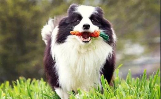 春天养狗,这五件事情需要注意