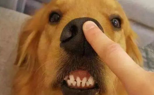 网友：买狗一时爽，养狗火葬场，这3种狗劝你别乱入手