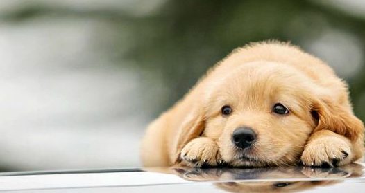 如何让宠物狗变得自律，改善食物守卫本能，每种宠物都适用！