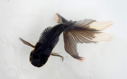 蓝高头身份信息