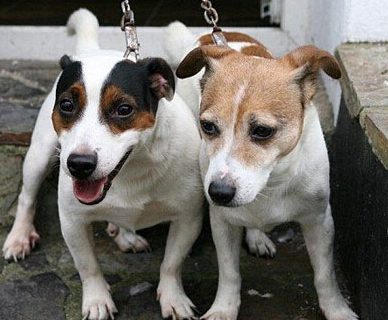 英两宠物狗用体温救主 16小时候终获救